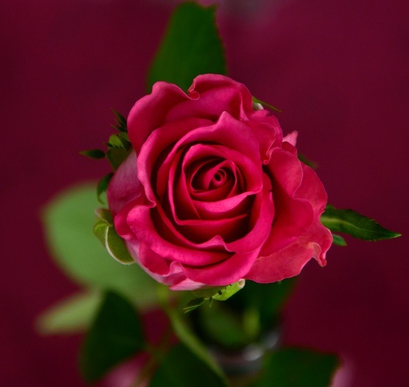 flower-roses-red-roses-bloom-large